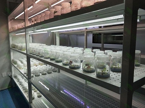 綦江植物组织培养实验室设计建设方案